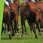 best way to bet on horses